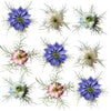 Nigella White Flowers + Stems 24 pcs $12.75 CAD