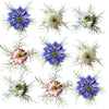 Nigella Blue Flowers + Stems 12 pcs $6.75 CAD
