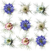 Nigella White Flowers + Stems 12 pcs $6.75 CAD