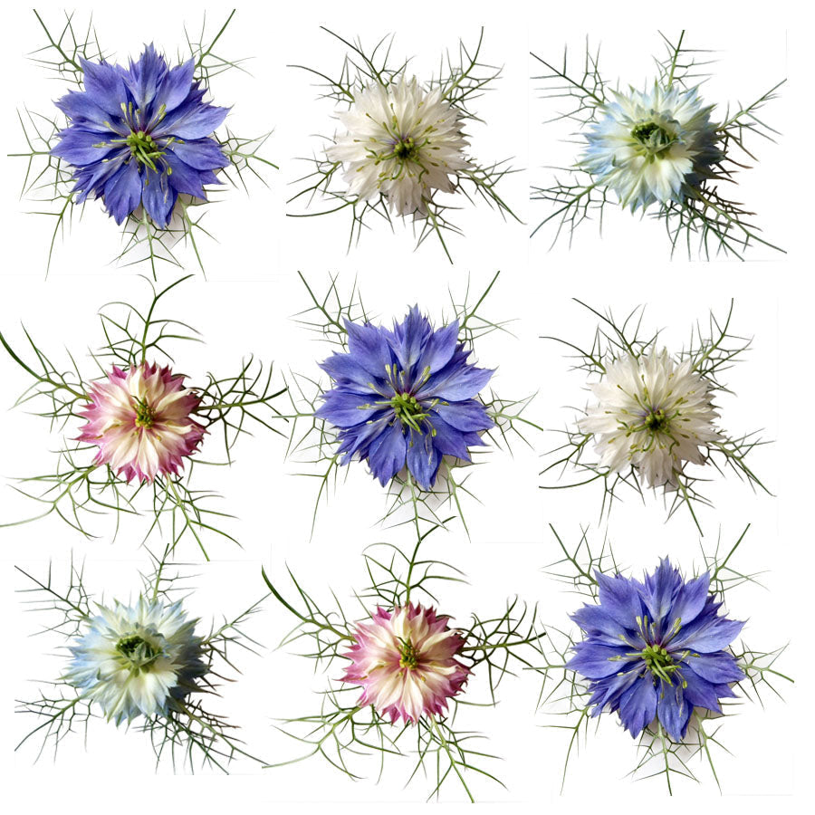 Nigella Blue Flowers + Stems 24 pcs $12.75 CAD