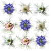 Nigella Mix Flowers + Stems 12 pcs $6.75 CAD