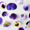 Pansy Petals Micro Blue Mix 50 pcs $6.75 CAD