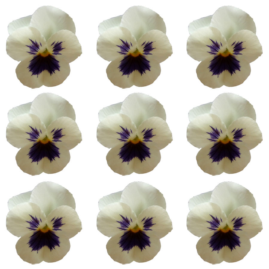 Violets White Dark Face Flowers + Stems 15 pcs $5.25 CAD
