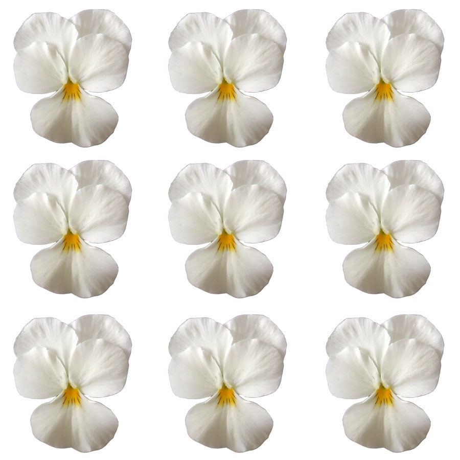 Pansies Ivory White 15 pcs $7.75 CAD