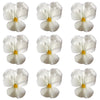 Pansy Ivory White 30 pcs $14.75 CAD