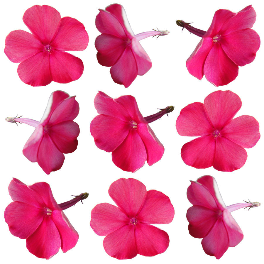 Phlox Pink-red 24 pcs $6.25 CAD