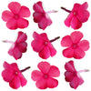 Phlox Pink-red 24 pcs $6.25 CAD