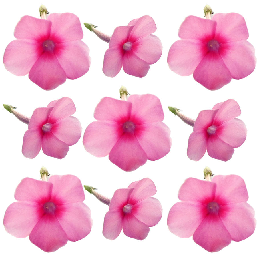 Seasonal Summer Phlox Flower Pink 24 pcs $5.75 CAD