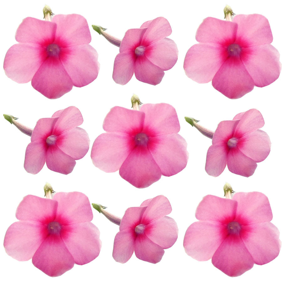 Seasonal Summer Phlox Flower Pink 50 pcs $11.25 CAD