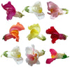 Snapdragon Mix Blooms 50 pcs $20.25 CAD