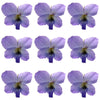 Seasonal Spring Violets Mauve Flowers + Stems 100 pcs $30.25 CAD