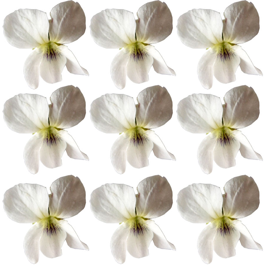 Seasonal Spring Violets White Flowers + Stems 36 pcs $12.25 CAD