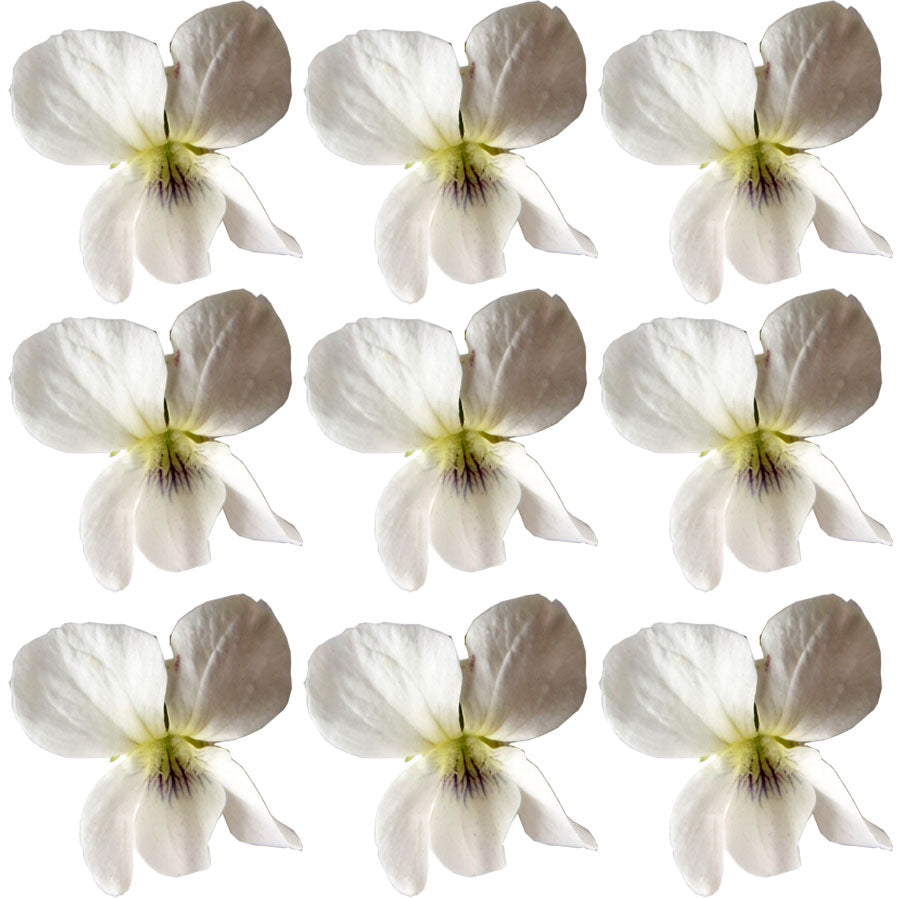 Seasonal Spring Violets White Flowers + Stems 50 pcs $16.25 CAD