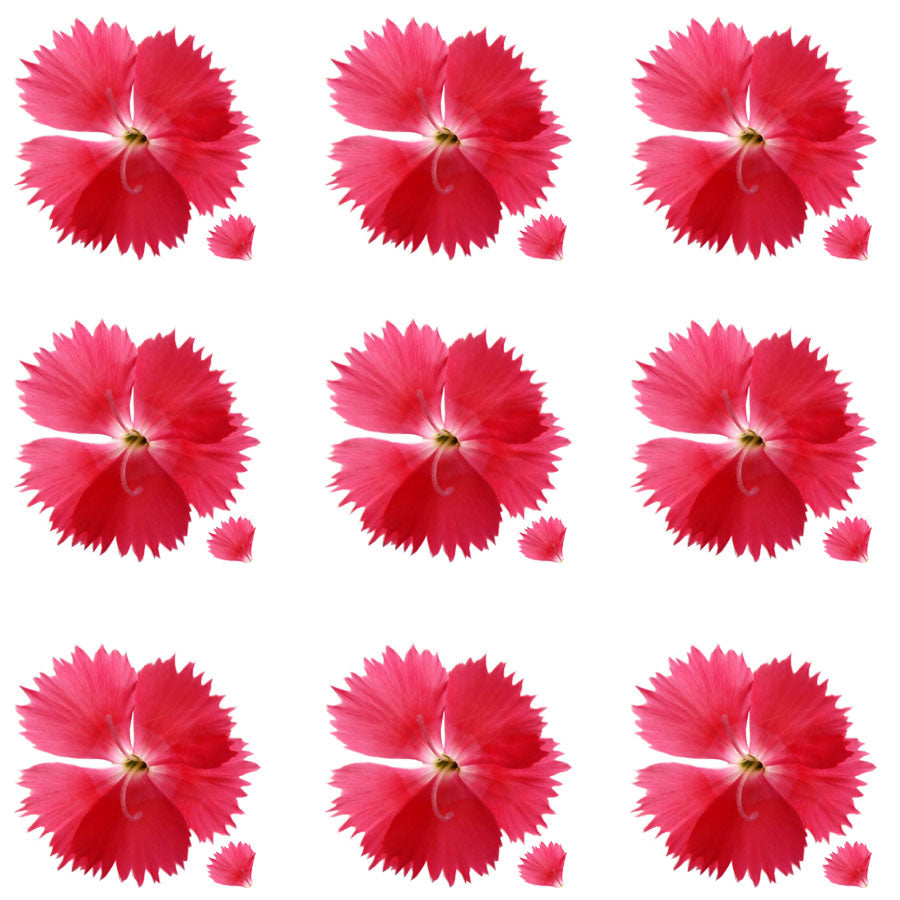 Sweet William Flowers Salmon Colour Pink 15 pcs $6.55 CAD