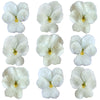 Crystallized Violets White $20.25 CAD 12 pcs 1