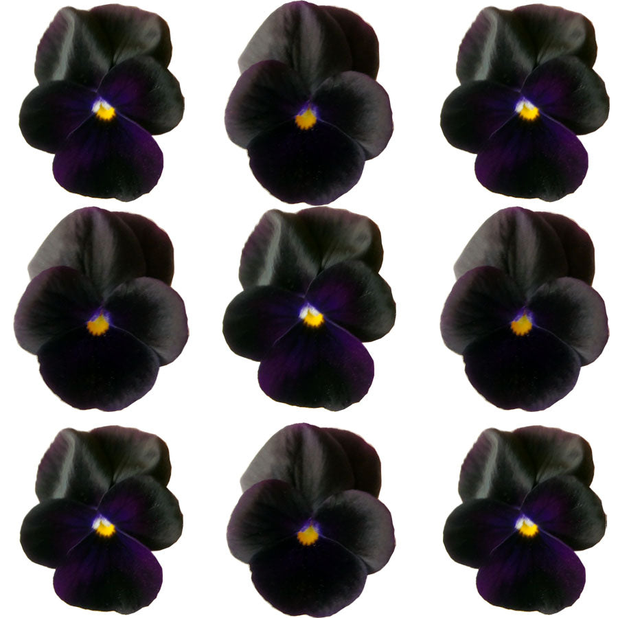 Pansies Dark Purple Black 12 pcs $7.75 CAD