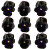 Violets Black Flowers + Stems 15 pcs $5.25 CAD