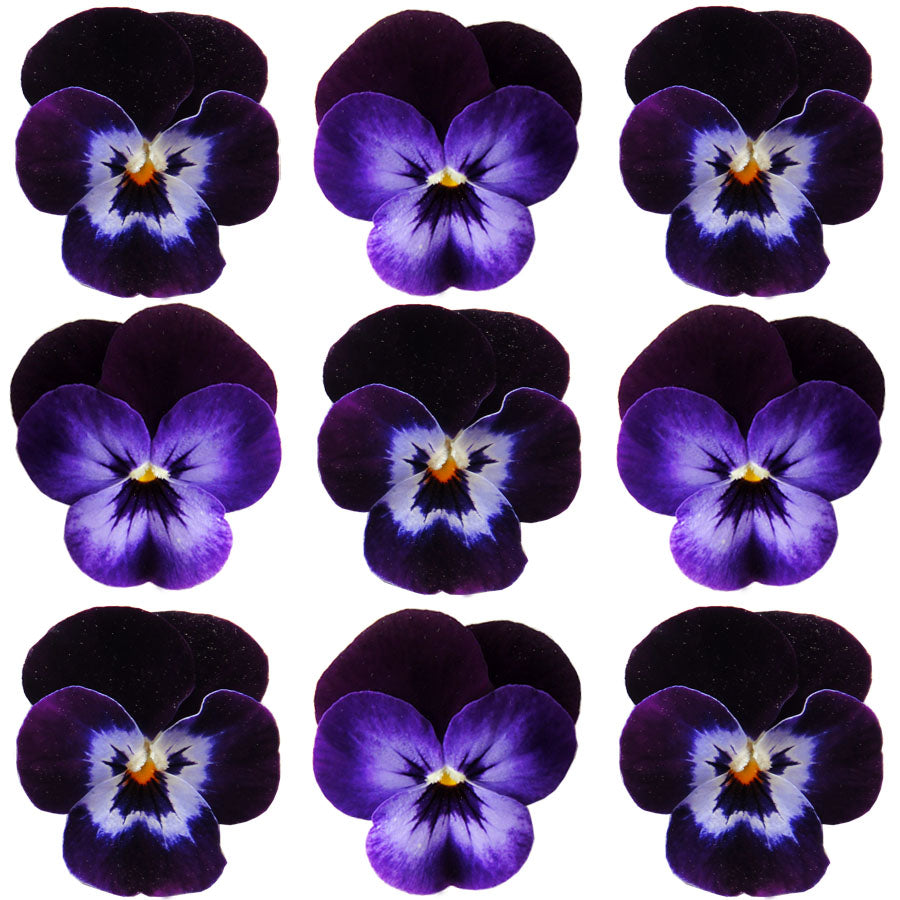 Violets Purple Mauve Face Flowers + Stems 15 pcs $5.25 CAD