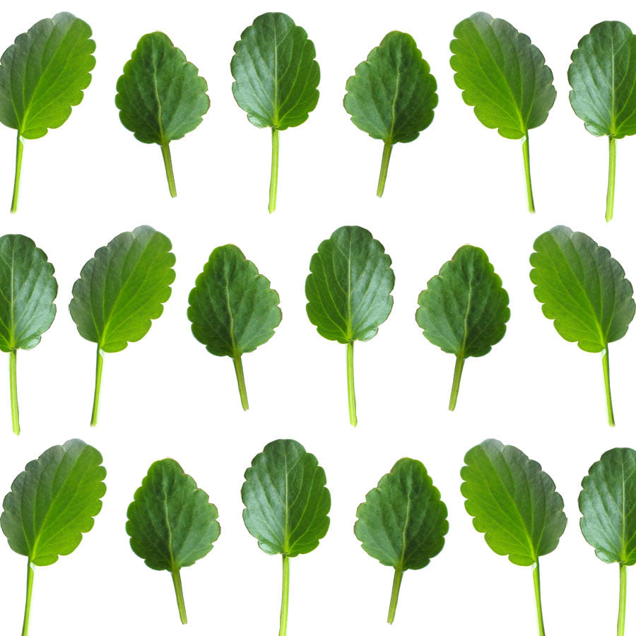 Violets Micro Leaves 50 pcs $6.25 CAD