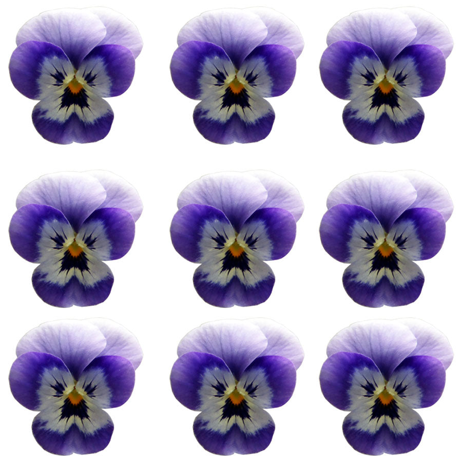 Violets Light Blue Face Flowers + Stems 15 pcs $5.25 CAD