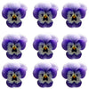 Violets Light Blue Face Flowers + Stems 15 pcs $5.25 CAD
