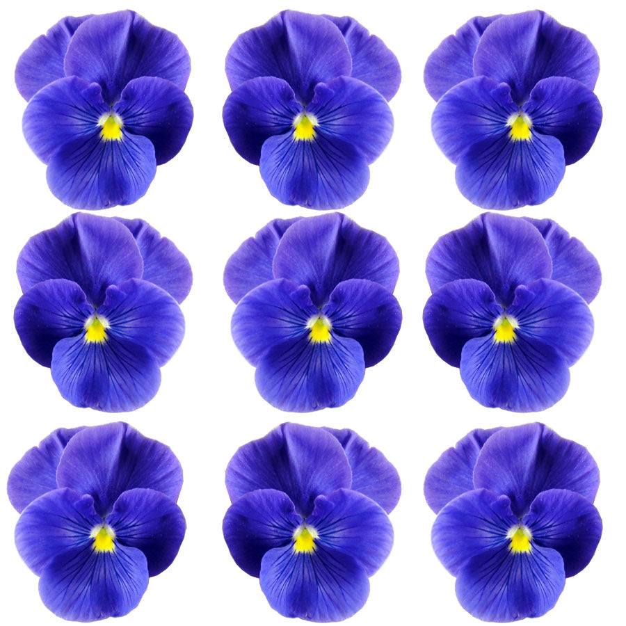 Violets Periwinkle Flowers + Stems 15 pcs $5.25 CAD