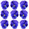 Violets Periwinkle Flowers + Stems 15 pcs $5.25 CAD