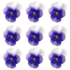 Violets Purple White Flowers + Stems 15 pcs $5.25 CAD