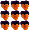 Violets Purple And Orange Flowers + Stems 15 pcs $5.25 CAD