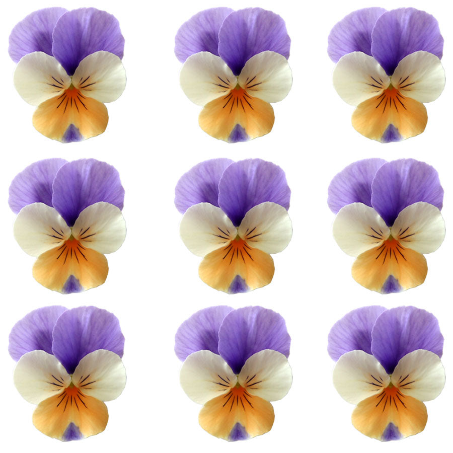 Violets Light Purple Orange White Flowers + Stems 15 pcs $5.25 CAD