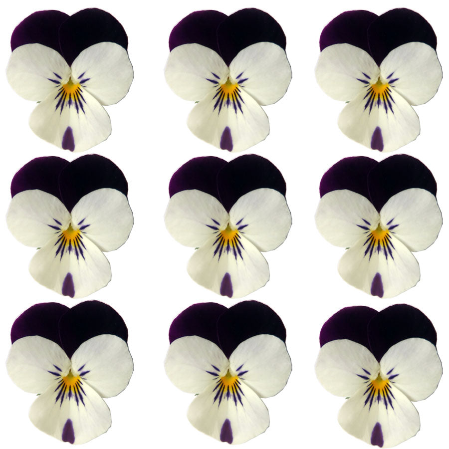 Violets Purple And White Flowers + Stems 15 pcs $5.25 CAD