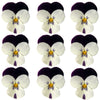 Violets Purple And White Flowers + Stems 15 pcs $5.25 CAD
