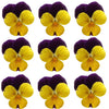 Violets Purple Yellow Flowers + Stems 15 pcs $5.25 CAD