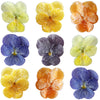 Crystallized Violets Rainbow Mix $33.25 CAD 20 pcs 1¼” - 1½” (32 - 38mm)
