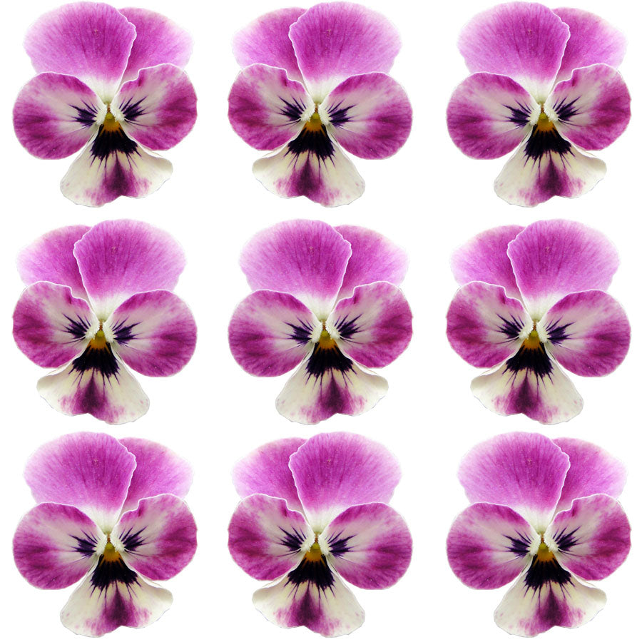 Violets Raspberry Streak Flowers + Stems 15 pcs $5.25 CAD