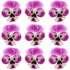 Violets Raspberry Streak Flowers + Stems 15 pcs $5.25 CAD