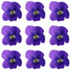 Seasonal Spring Violets Purple Flowers + Stems 36 pcs $12.25 CAD