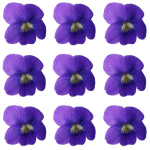 Seasonal Spring Violets Purple Flowers + Stems 15 pcs $5.75 CAD