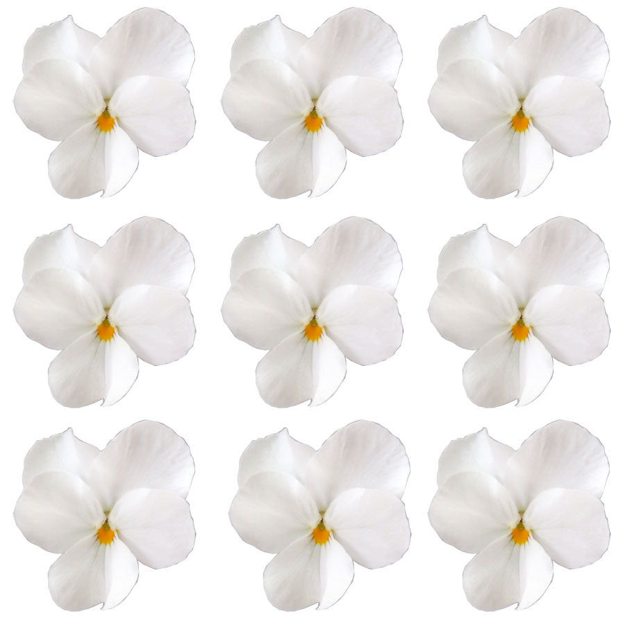 Violets White Flowers + Stems 24 pcs $8.00 CAD