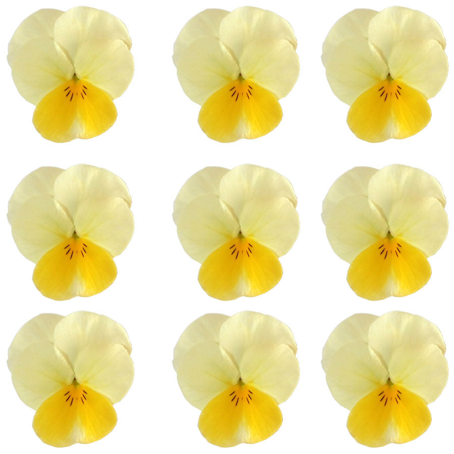 Violets White And Yellow Flowers + Stems 15 pcs $5.25 CAD