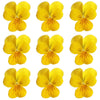 Violets Yellow Flowers + Stems 15 pcs $5.25 CAD